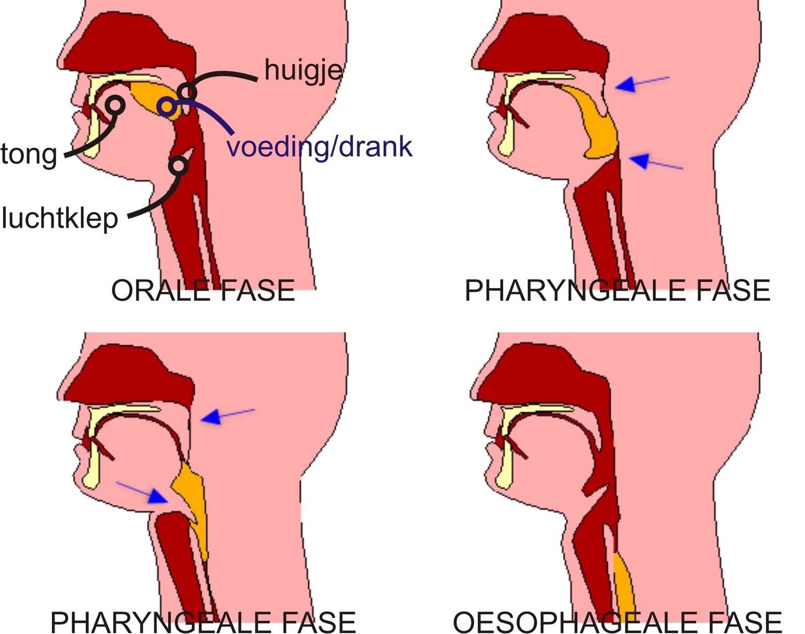 Dysfagie kan soms levensbedreigend zijn! Wat is dysfagie?