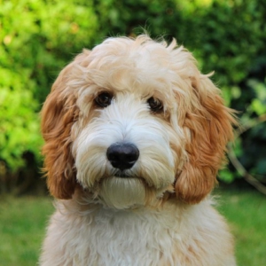 Bobbie
